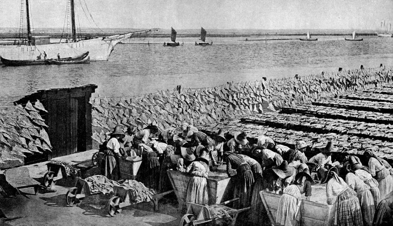 大约在19世纪30年代，在葡萄牙阿格鲁（Vouga）的嘴里，在阿威罗（Aveiro）阳光下晒干的鳕鱼数量 作者 AW卡特勒