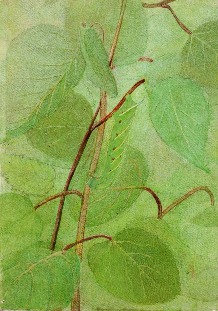 狮身人面兽毛虫，为《动物王国中的隐蔽色彩》一书做的研究，N.D. 作者 雅培汉德森塞耶