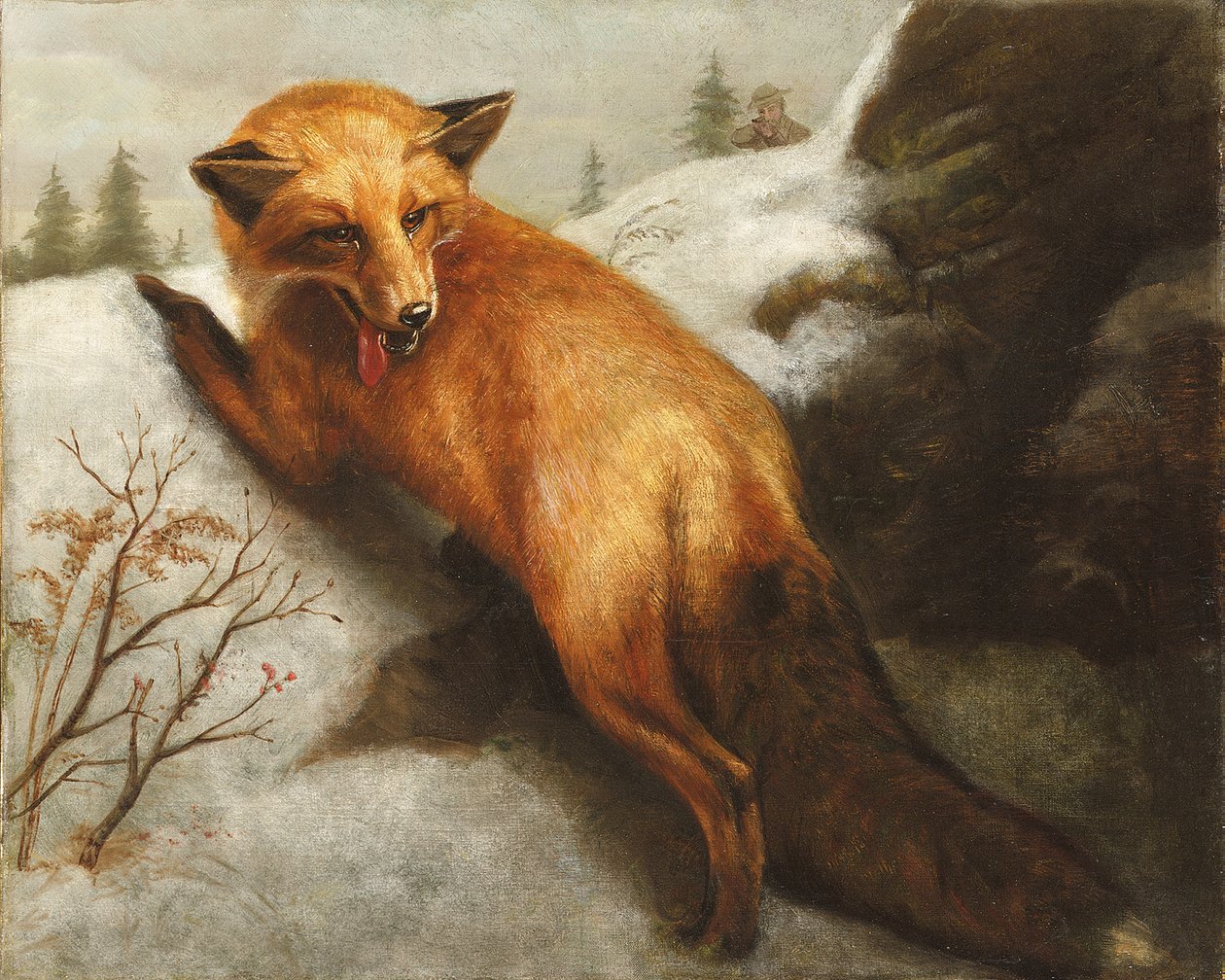 红狐狸，1870年 作者 雅培汉德森塞耶