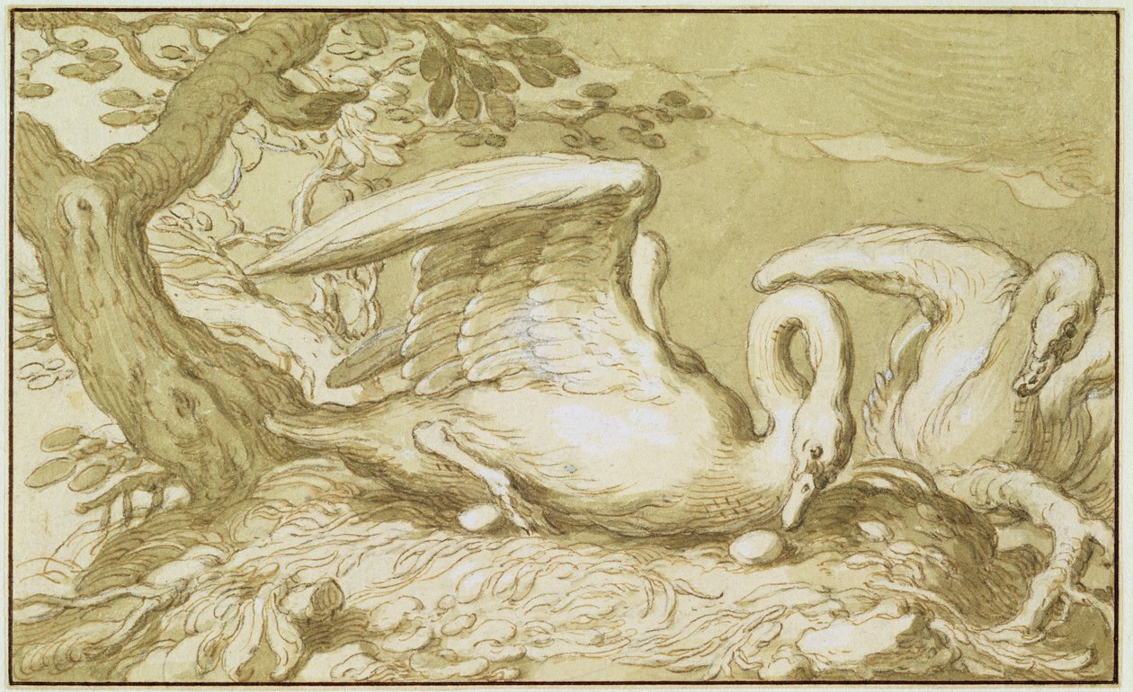 她窝里的天鹅（笔和纸上的水墨） 作者 亚伯拉罕·布洛玛特（Abraham Bloemaert）