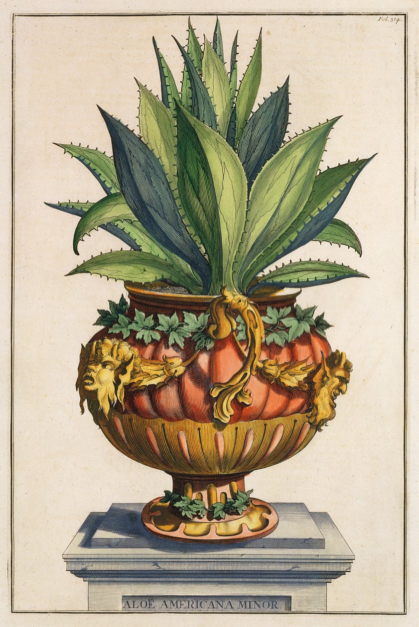 Aloe Americana Minor，来自&39;Phytographia Curiosa&39;，出版于1702年 作者 