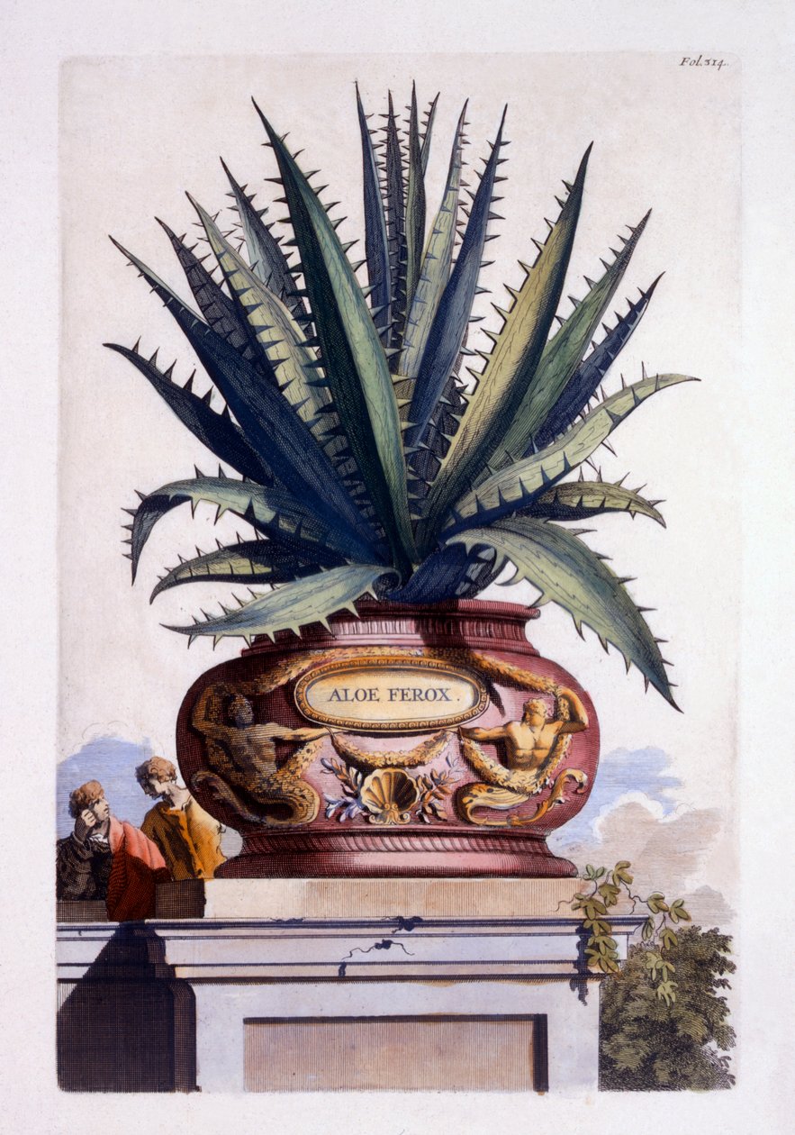 来自&39;Phytographia Curiosa&39;的Aloe Ferox，出版于1702年 作者 亚伯拉罕·蒙廷