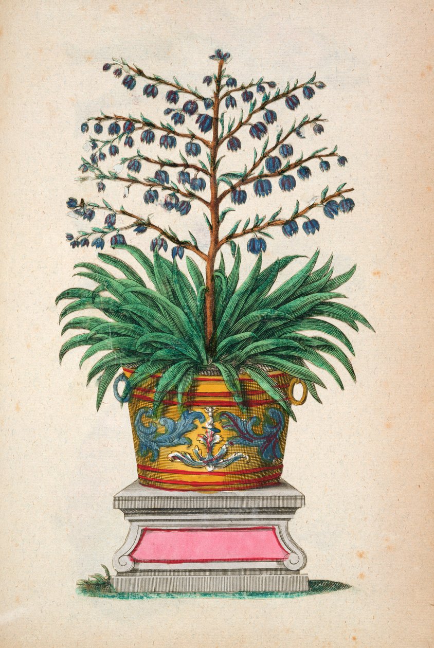 来自&39;Phytographia Curiosa&39;的开花植物，出版于1702年 作者 亚伯拉罕·蒙廷