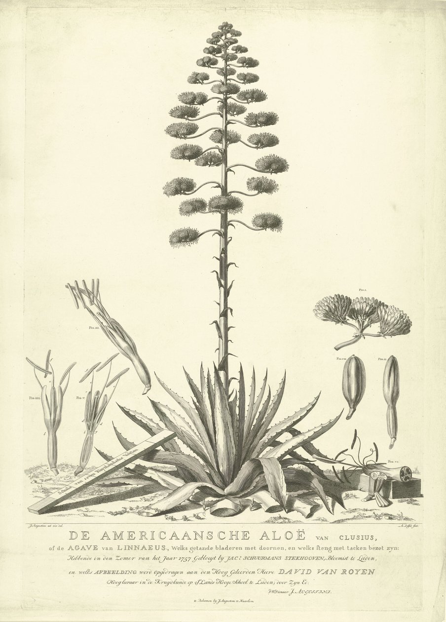 开花的美洲芦荟，1757 年
Clusius 的美洲芦荟或林奈的龙舌兰（......）于 1757 年夏季开花，作者是莱顿的花商 Jac：Schuurmans Stkehooven（标题见实物） 作者 亚伯拉罕·德尔福斯