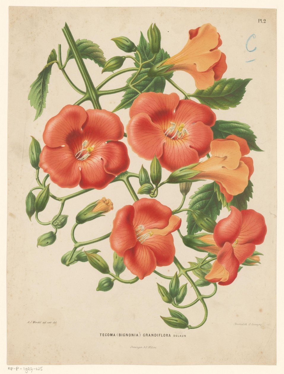 木犀属
Tecoma (bignonia) grandiflora（物上标题） 作者 亚伯拉罕·雅各布斯·温德尔