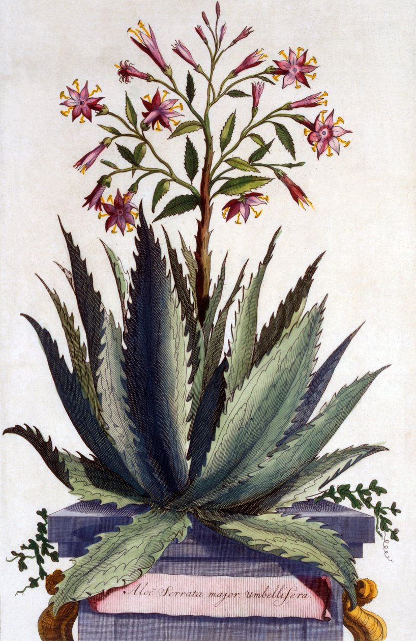 芦荟Serrata主要伞形花序，来自&39;Phytographia Curiosa&39;，出版于1702年 作者 亚伯拉罕·蒙廷