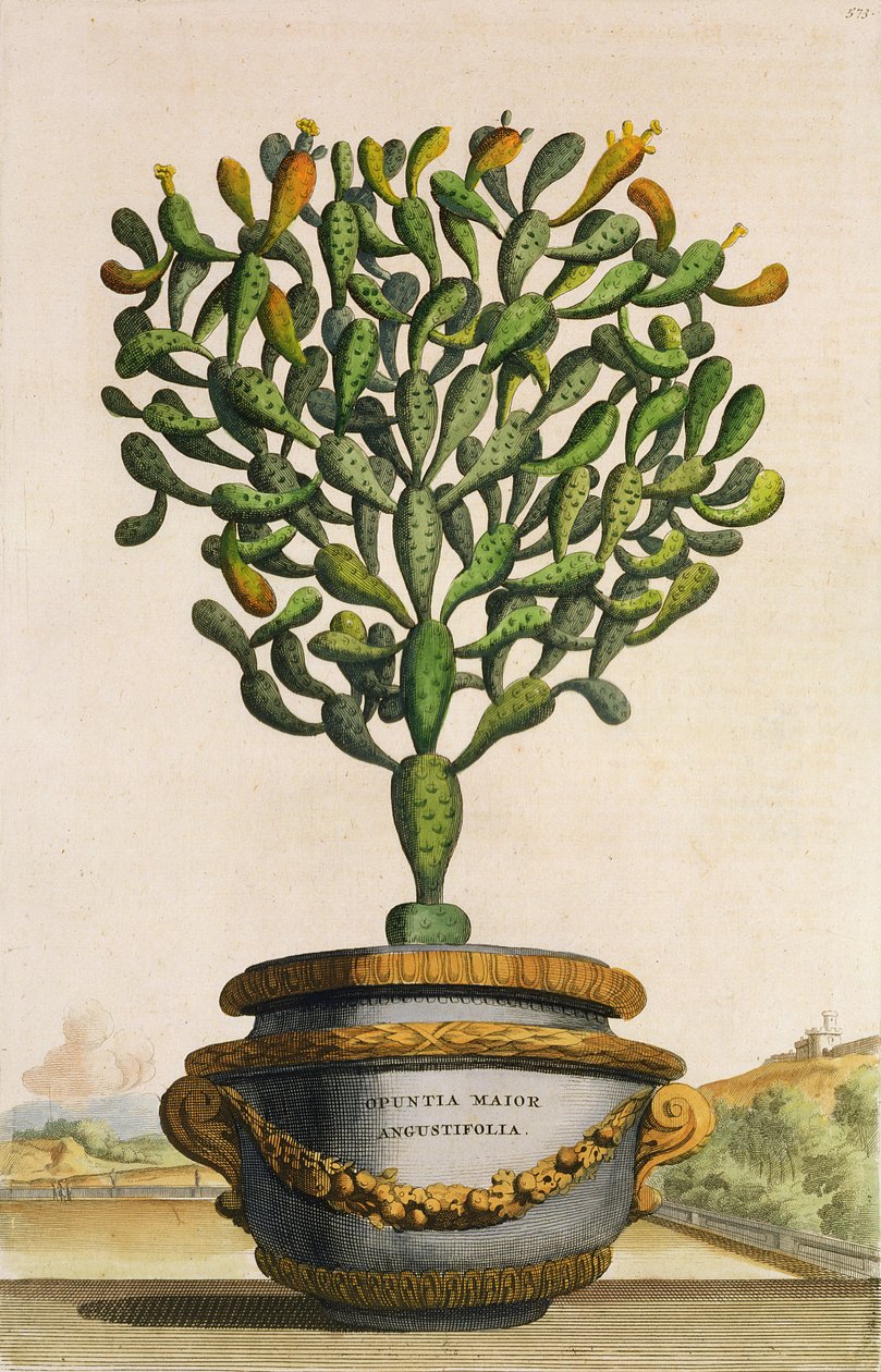 Opuntia Maior Augustifolia，来自Phytographia Curiosa，出版于1702年 作者 亚伯拉罕·蒙廷