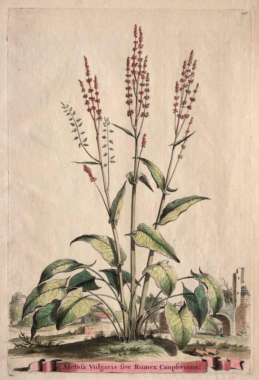 植物检疫：醋栗寻常型朗美丝Campferinus。 作者 亚伯拉罕·蒙廷