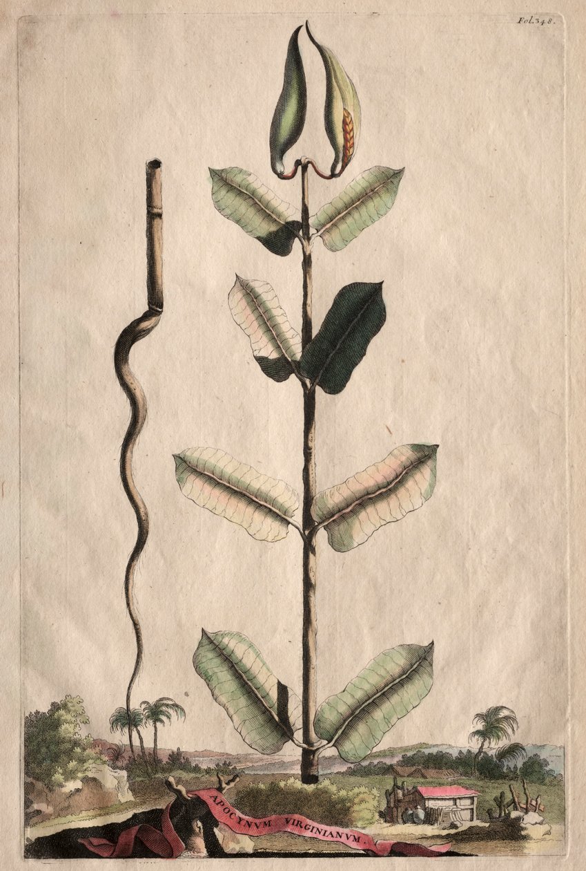 Phytographia好奇：扩频Virginianum。 作者 亚伯拉罕·蒙廷