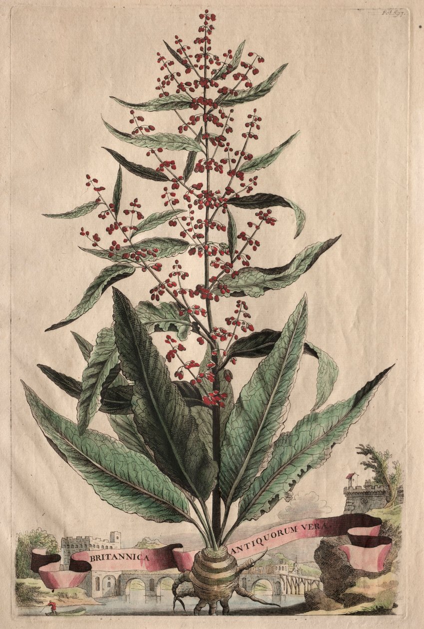 Phytographia好奇：英国千古不变的真理。 作者 亚伯拉罕·蒙廷