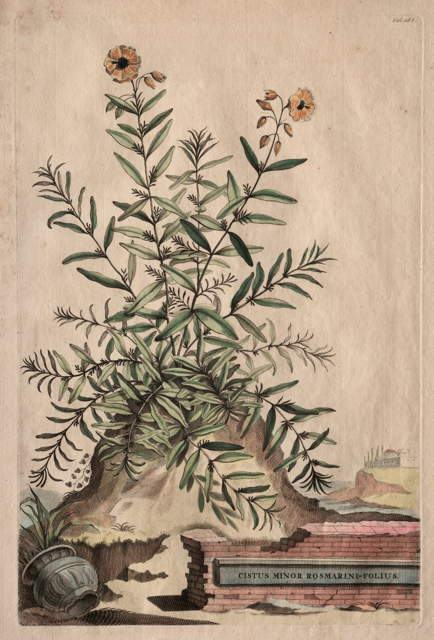 Phytographia好奇：蔷薇小Rosmarini对开。 作者 亚伯拉罕·蒙廷