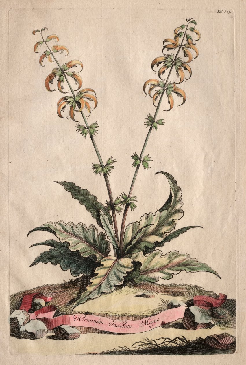 古植物图鉴》：Horminum Indicum Majus 作者 亚伯拉罕·蒙廷