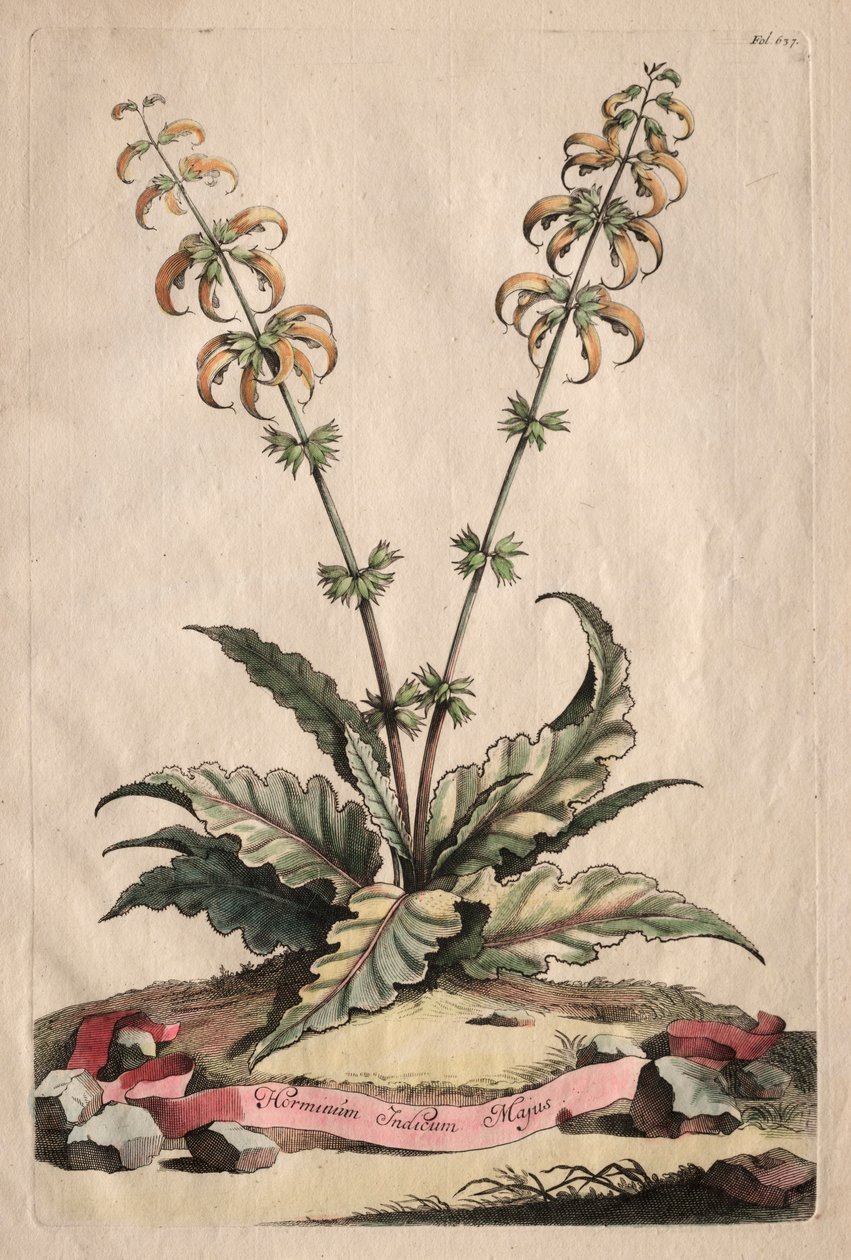 植物检疫：Horminum Indicum Majus。 作者 亚伯拉罕·蒙廷
