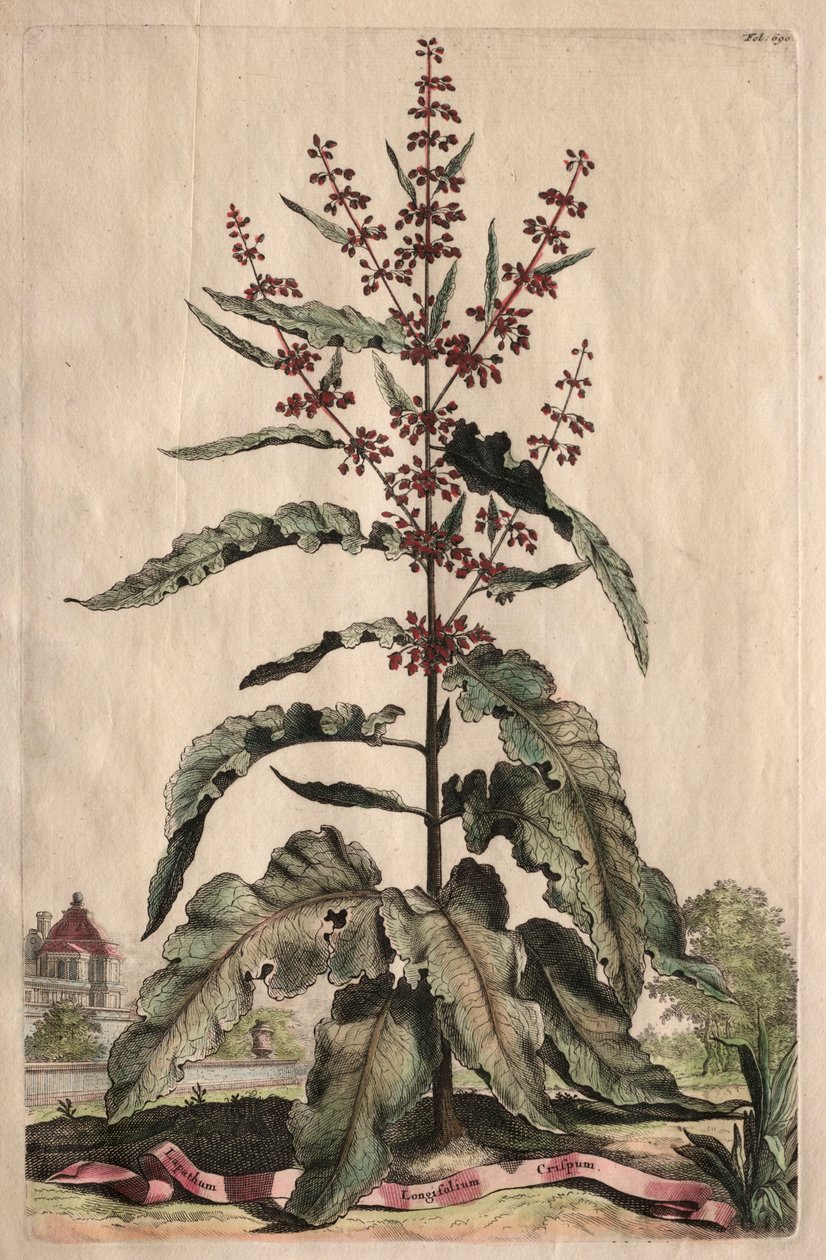 植物毛囊藻：Lapathum Longifolium Crispum。 作者 亚伯拉罕·蒙廷