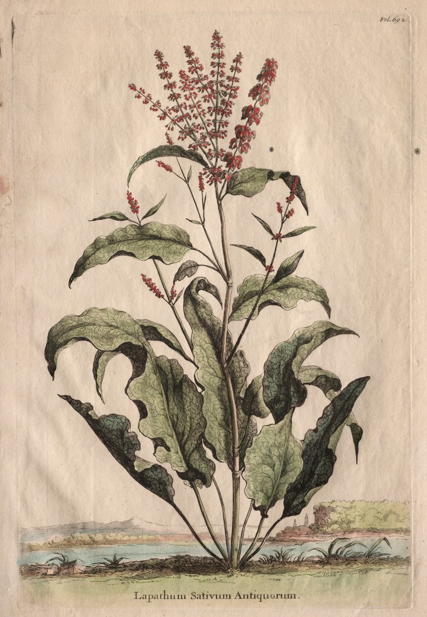 Phytographia好奇，Lapathum Officin安帝古伦。 作者 亚伯拉罕·蒙廷