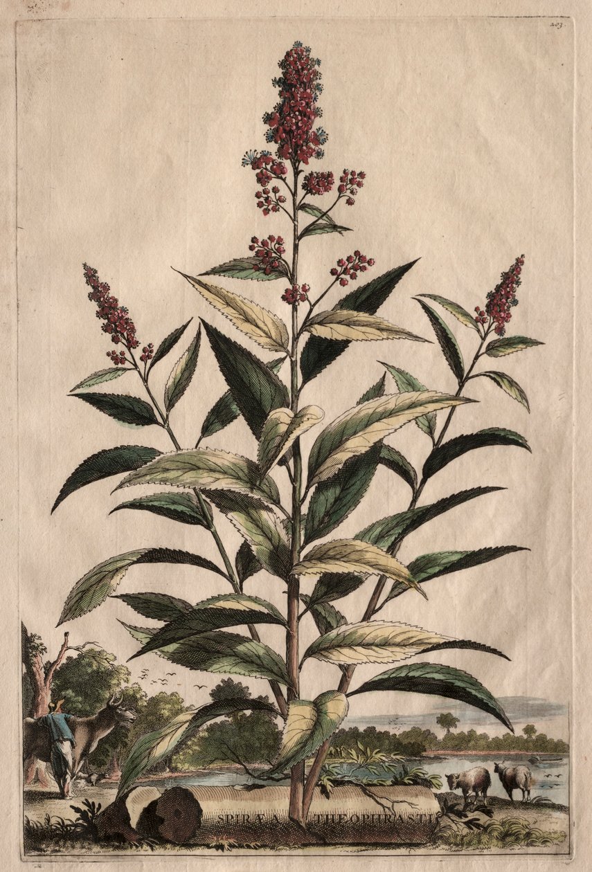 Phytographia好奇：绣线回忆录。 作者 亚伯拉罕·蒙廷