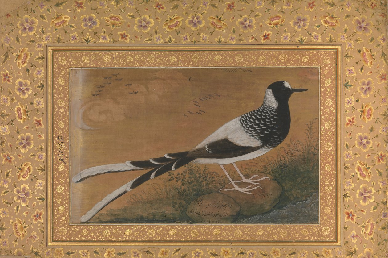 斑点叉尾鱼，来自Shah Jahan相册的对开页，直页：约1610-15，反面约1540。 作者 阿布哈桑
