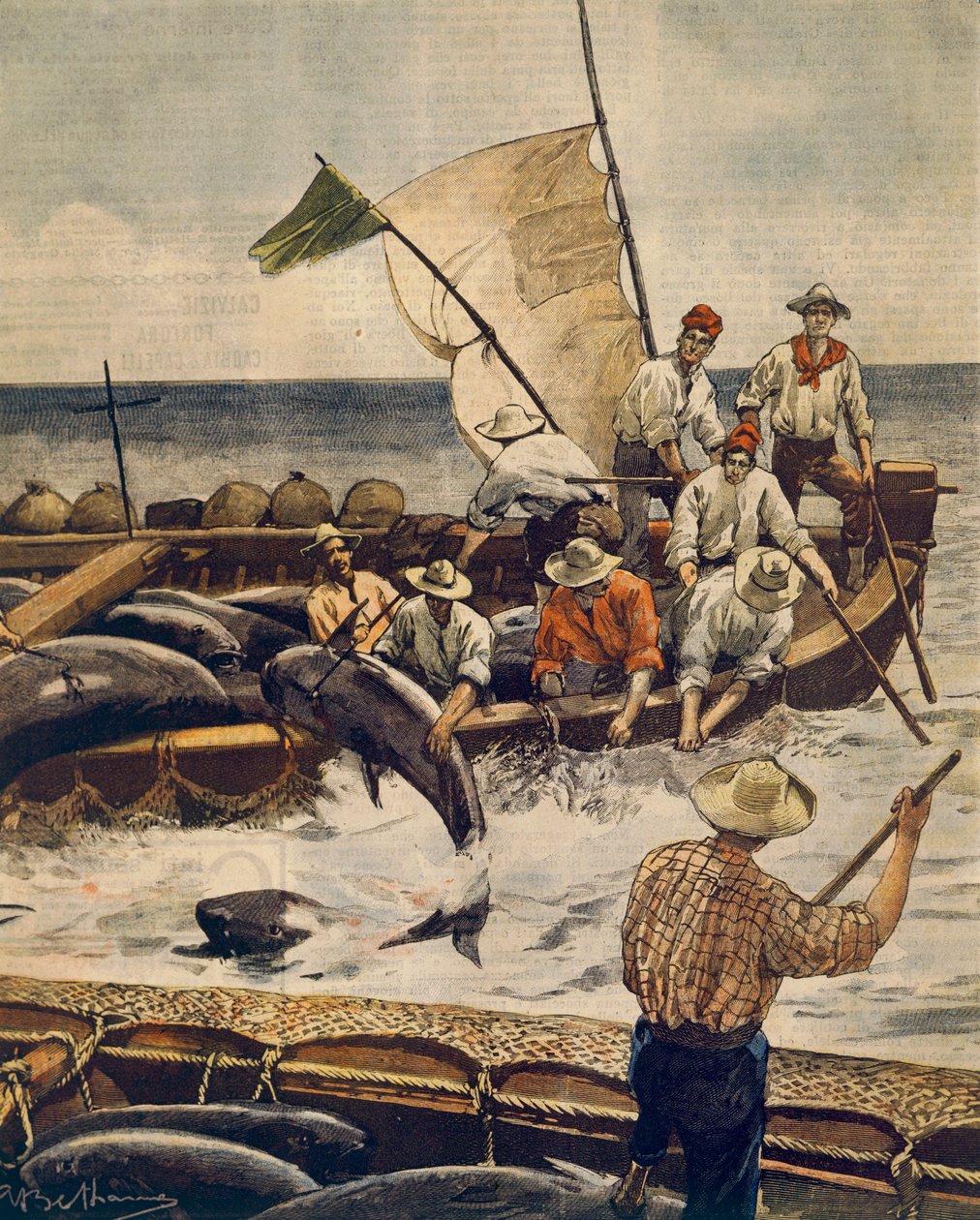Achille Beltrame（1871-1945 年）在撒丁岛皮亚纳岛的非凡蓝鳍金枪鱼捕捞活动，来自 La Domenica del Corriere，1900 年 6 月 30 日 作者 阿基里·贝尔特拉姆（Achille Beltrame）