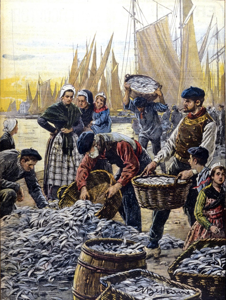 1903年在布列塔尼捕鱼的沙丁鱼，插图：Achille Beltrame 作者 阿基里·贝尔特拉姆（Achille Beltrame）