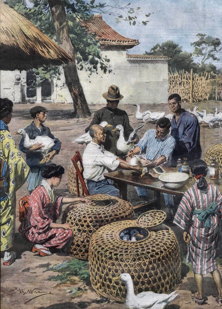 东京皇宫花园。为鸭子接种疫苗和提供兽医援助，以保护它们免受霍乱之苦。Achille Beltrame 1928年的插图。 作者 阿基里·贝尔特拉姆（Achille Beltrame）