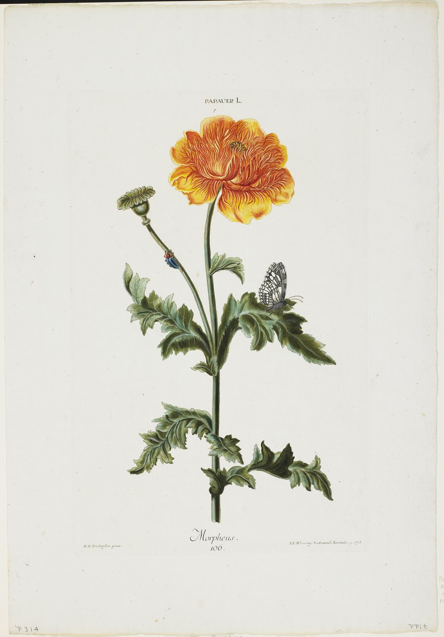Papauer I. 106. Morpheus，来自Hortus Nitidissimis，1773年（手工彩色雕刻） 作者 亚当路易斯开胃菜