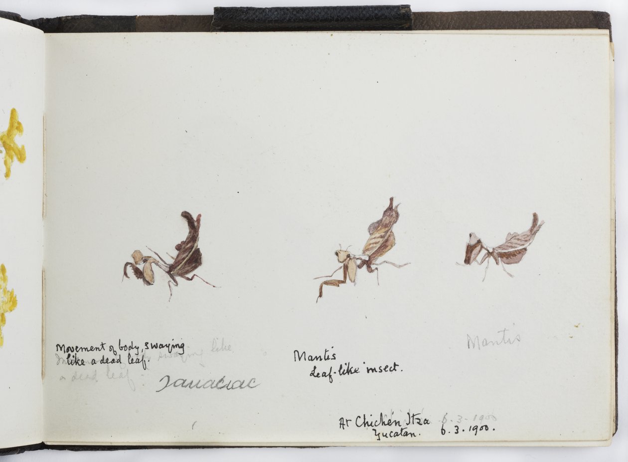 南北美洲（包括墨西哥）素描画册和笔记 作者 阿黛拉·布雷顿（Adela Breton）
