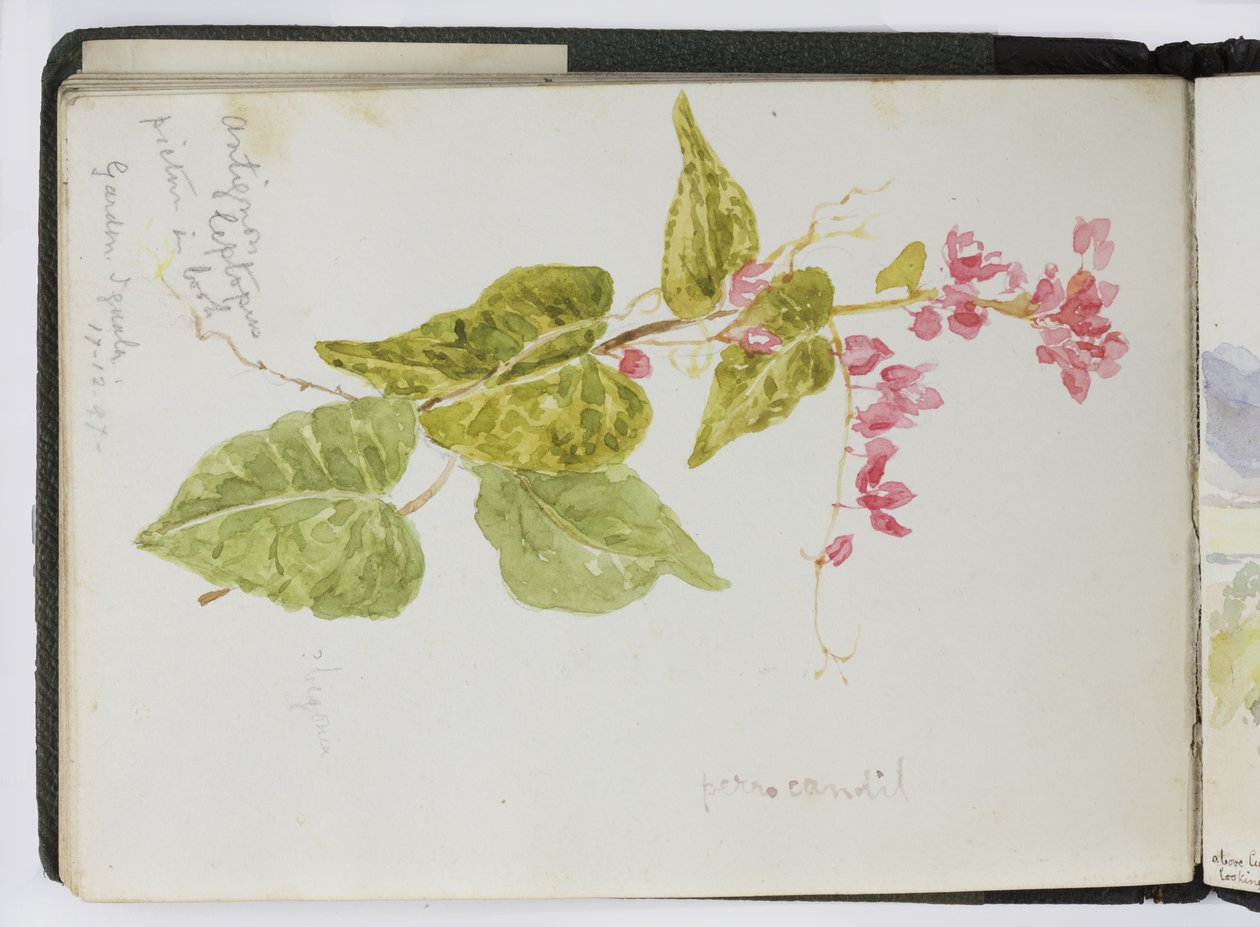 水彩速写本，素描和笔记，墨西哥，1896-1898 年（水彩） 作者 阿黛拉·布雷顿（Adela Breton）