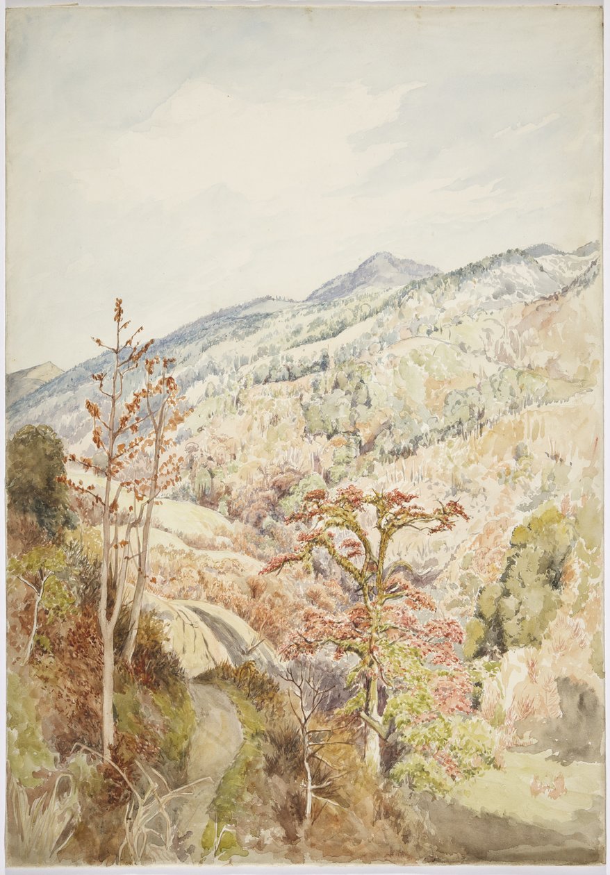Wooded valley- Cuetzalan, Puebla, Gulf of Mexico (watercolor & graphite) 作者 阿黛拉·布雷顿（Adela Breton）