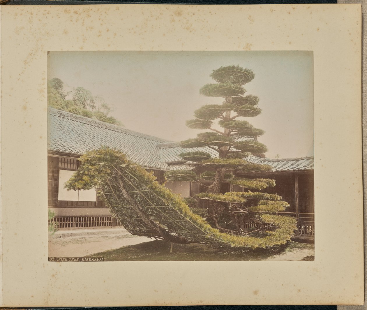 松树，金阁寺 作者 阿道夫·法萨里（Adolfo Farsari）