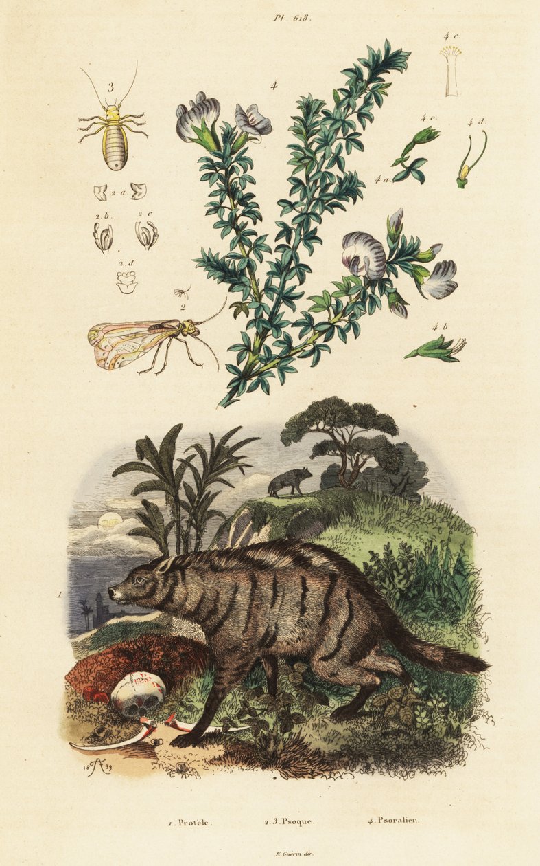 Aardwolf、阿拉伯豌豆和虱子。 作者 阿道夫（后）薯条