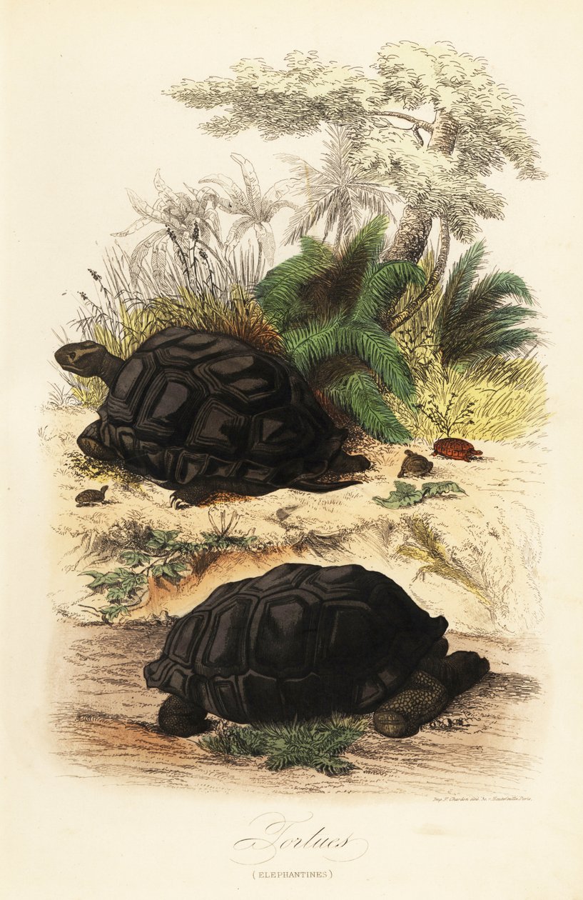 阿尔达布拉巨龟，Aldabrachelys gigantea，易危 作者 阿道夫（后）薯条