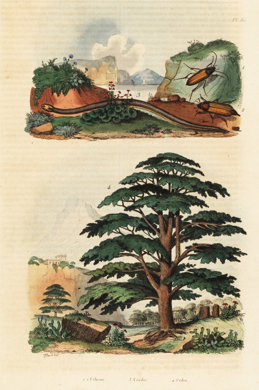 黎巴嫩雪松、双线狸和点击甲虫，1834-1839 年（雕刻） 作者 阿道夫（后）薯条