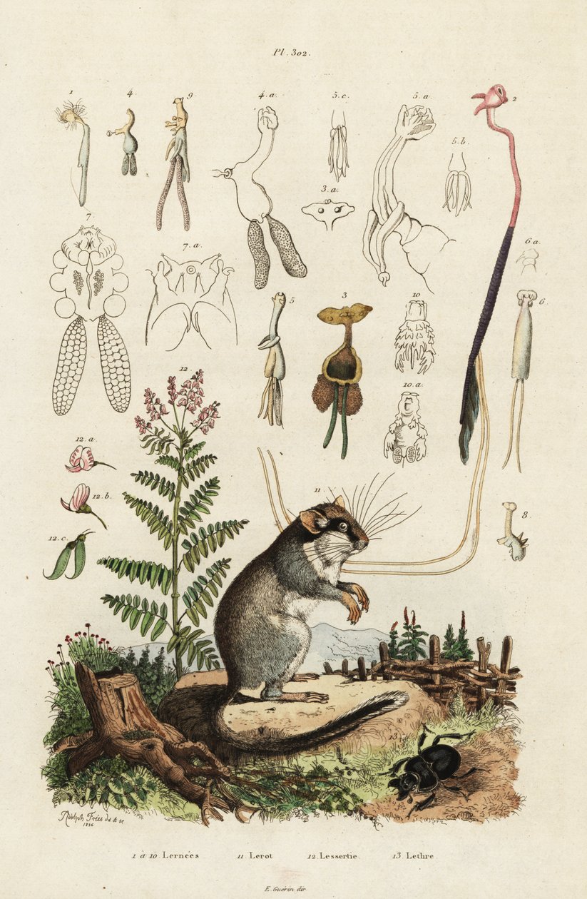 睡鼠、桡足类和甲虫。 ,1834-1839（雕刻） 作者 阿道夫（后）薯条