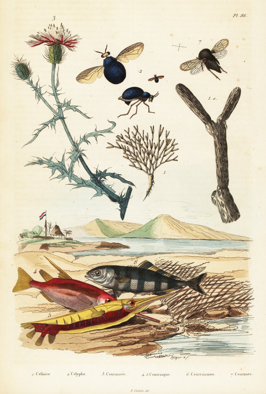 Knapweed, fish and beetle flies. 作者 阿道夫（后）薯条