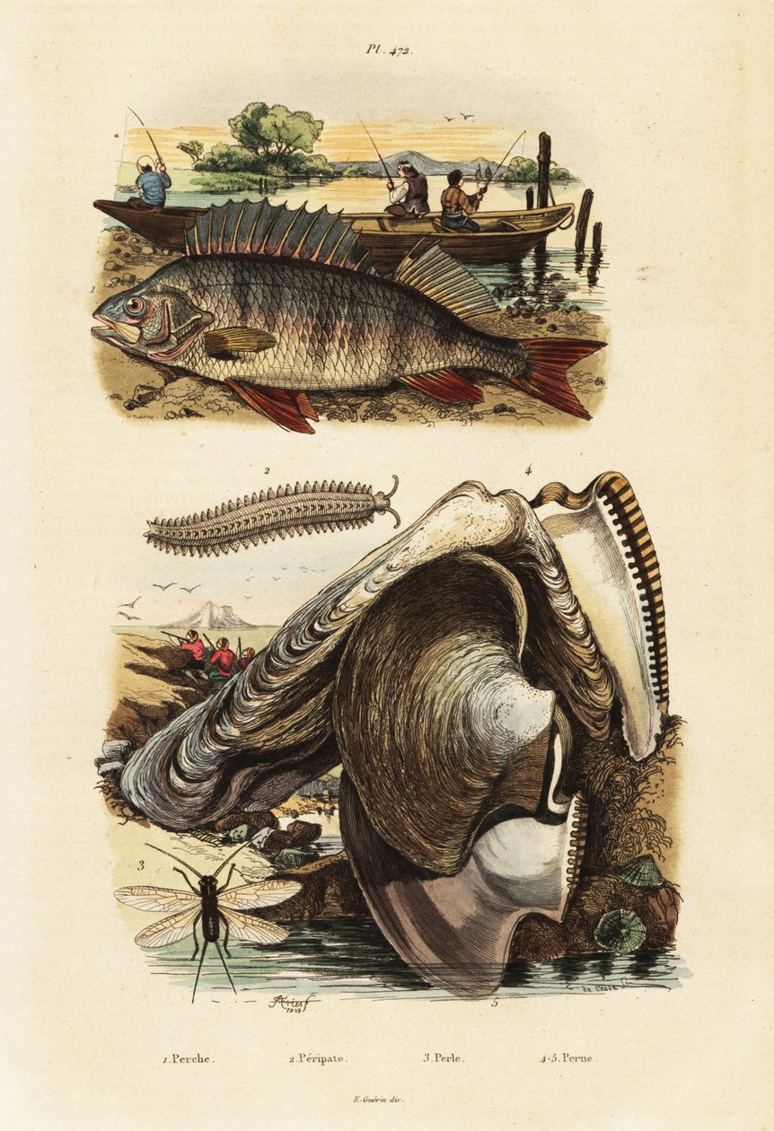鲈鱼、珍珠贝、丝绒虫和草蜻蛉，1834-1839 年（雕刻） 作者 阿道夫（后）薯条