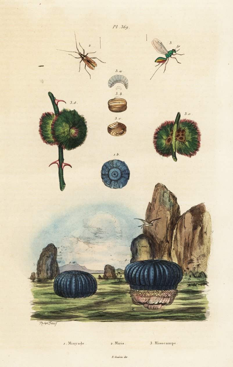 海葵和昆虫，1834-1839 年（雕刻） 作者 阿道夫（后）薯条