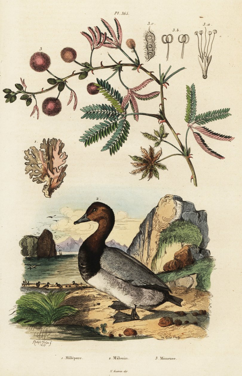 海姜、潜鸭和敏感植物。 ,1834-1839（雕刻） 作者 阿道夫（后）薯条