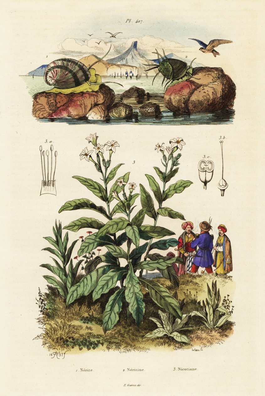 海螺和烟草植物。1834-1839（雕刻） 作者 阿道夫（后）薯条