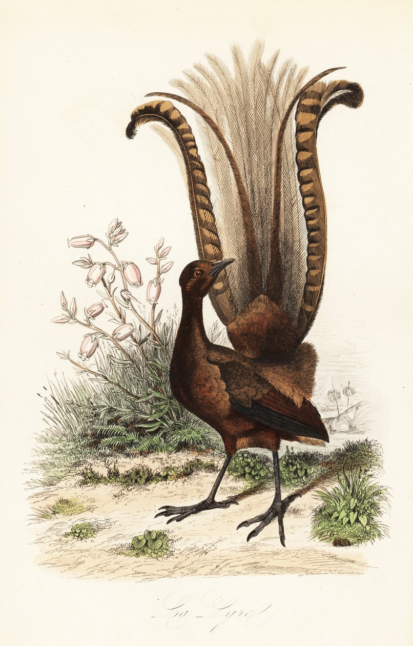 超级琴鸟（Menura novaehollandiae, la Lyre）和假杜鹃（Menziesia ferruginea 作者 阿道夫（后）薯条