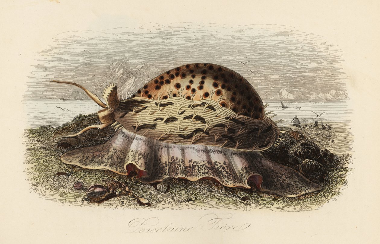 虎贝母、Cypraea tigris 作者 阿道夫（后）薯条