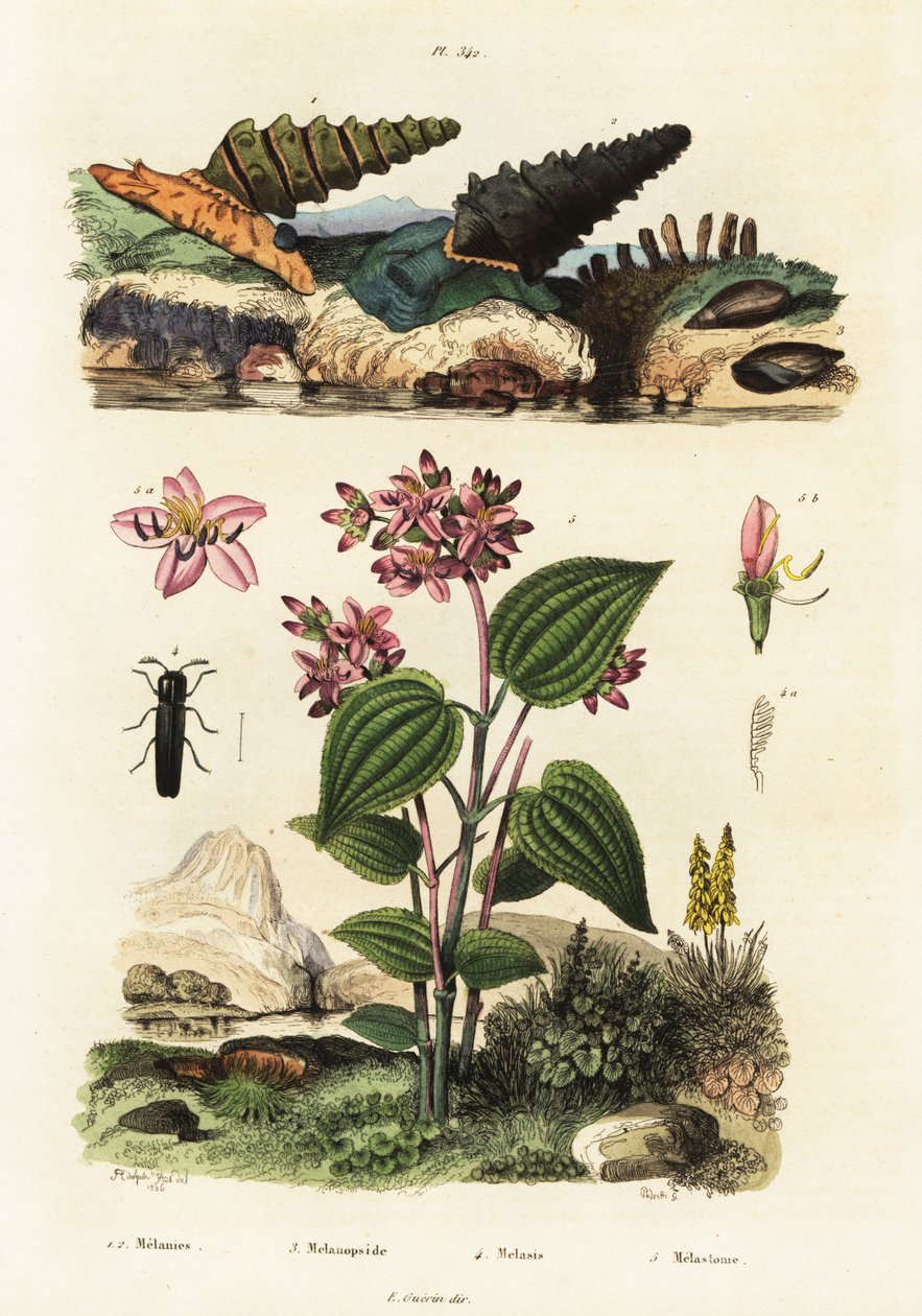 小号蜗牛、兵甲虫和 Clidemia，1834-1839 年（雕刻） 作者 阿道夫（后）薯条