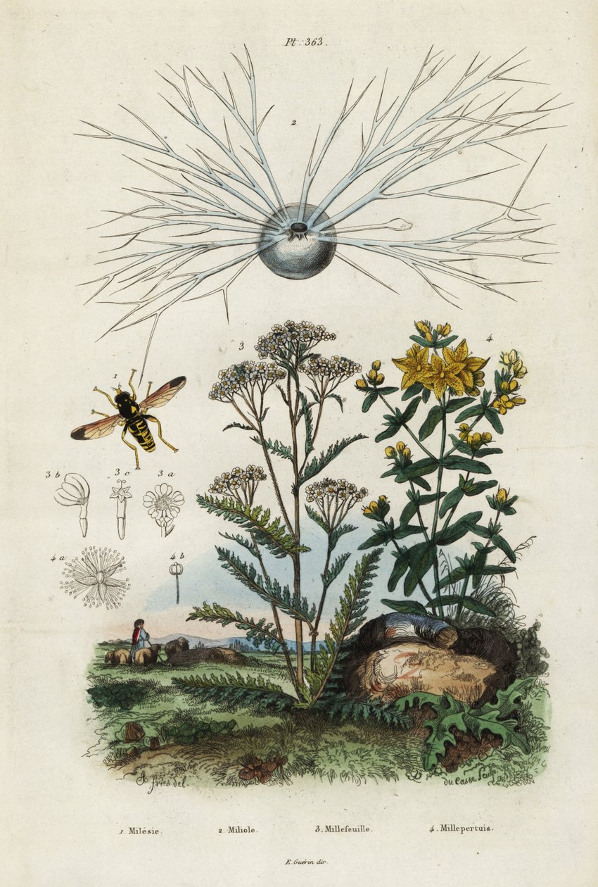 西洋蓍草、圣约翰草、有孔虫和食蚜蝇，1834-1839 年（雕刻） 作者 阿道夫（后）薯条