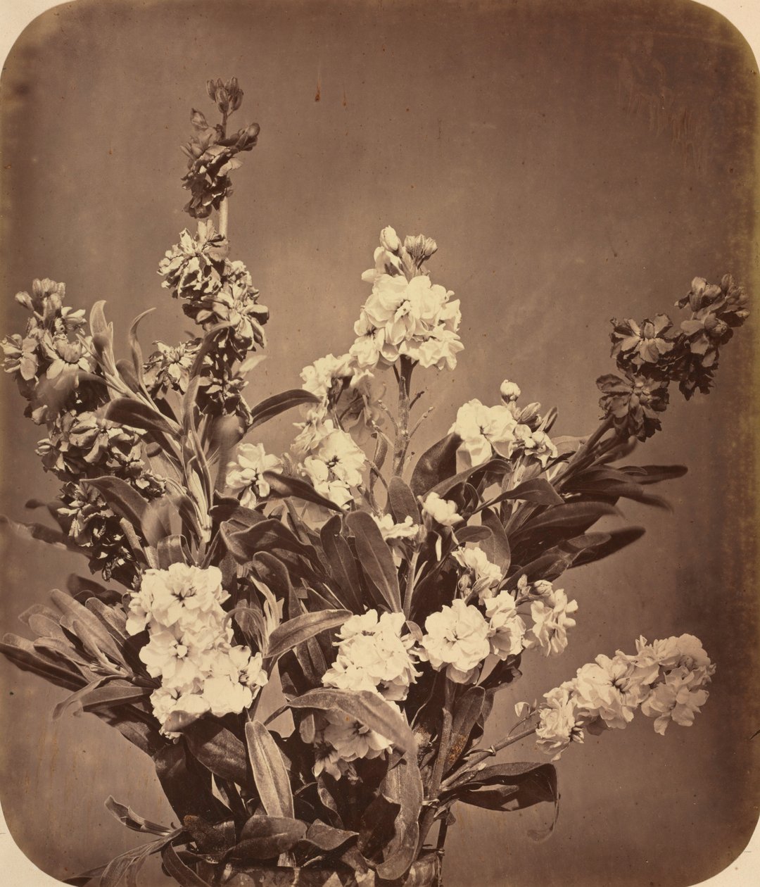 花束c。 1855年。 作者 阿道夫·布劳恩（Adolphe Braun）