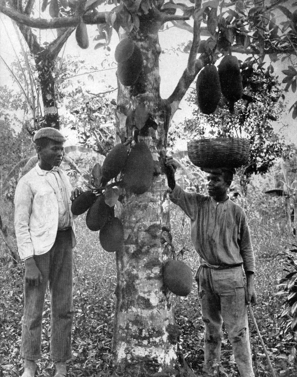 牙买加波罗蜜，大约1905年。 作者 阿道夫·杜珀利和儿子