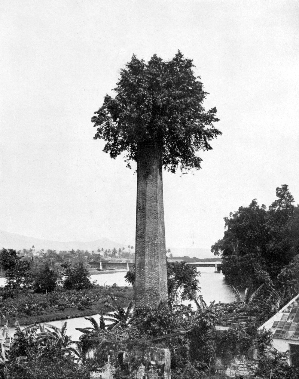树长出老糖庄园烟囱，牙买加，c1905。 作者 阿道夫·杜珀利和儿子