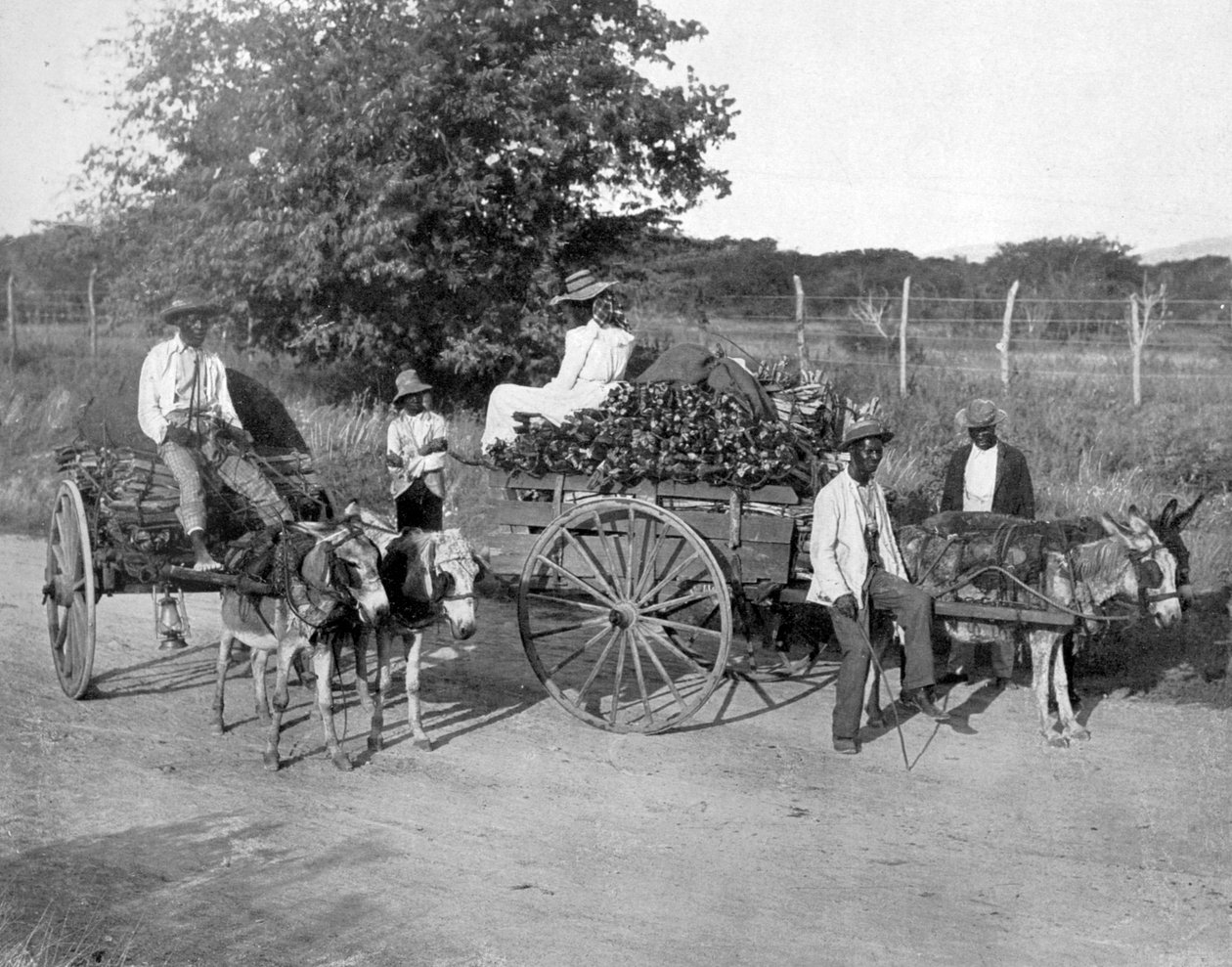 木制手推车，牙买加，c1905。 作者 阿道夫·杜珀利和儿子