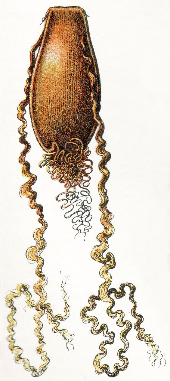猫鲨（Scyliorhinus）的蛋壳，1923年 作者 阿道夫·菲利普·米洛