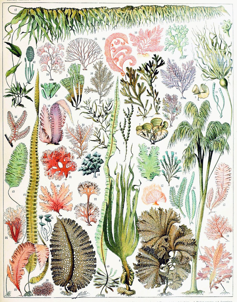 海藻和海草c.1923的例证 作者 阿道夫·菲利普·米洛