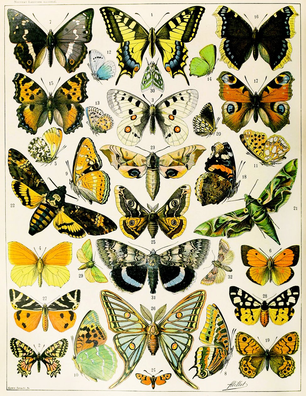 蝴蝶和飞蛾的插图 c.1923（石版画） 作者 阿道夫·菲利普·米洛