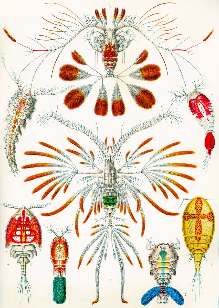 桡足动物的例证，c.1909 作者 阿道夫·菲利普·米洛